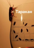  Таракан смотреть онлайн тв шоу 1 сезон 